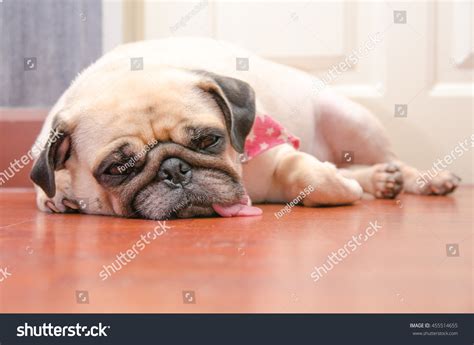 Close Up Face Of Cute Pug Fat Dog Sleeping Rest By Chin And Tongue Lay