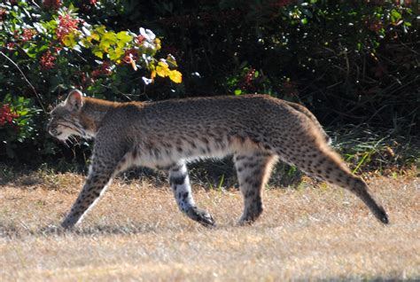 Field Notes And Photos Florida Bobcat Lynx Rufus