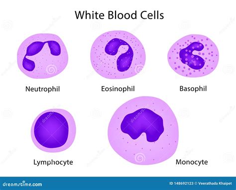 Types Of White Blood Cells Infographics Cartoon Vector