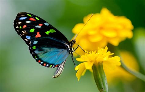 Discover free hd butterfly png images. Beautiful Butterfly Wallpaper | HD Wallpapers