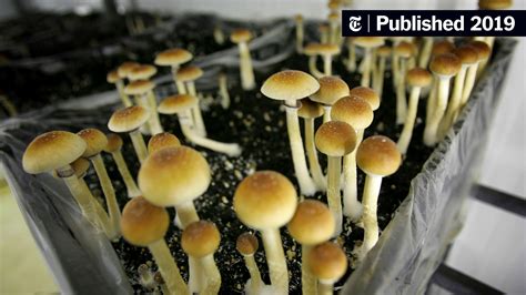 Denver Votes On Whether To Decriminalize ‘magic Mushrooms The New