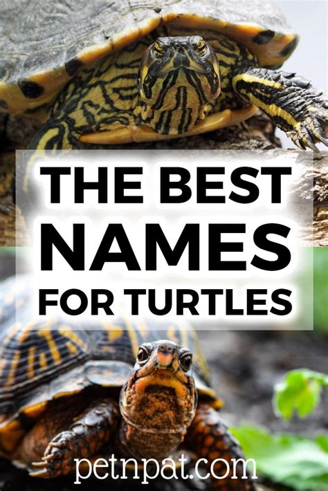 700 GOOD Turtles Names 2022 Boy Girl Baby Names For Turtles Turtle