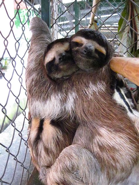 The Sloth Sanctuary Sloth Hugs The Wonders Of Wandering Flickr