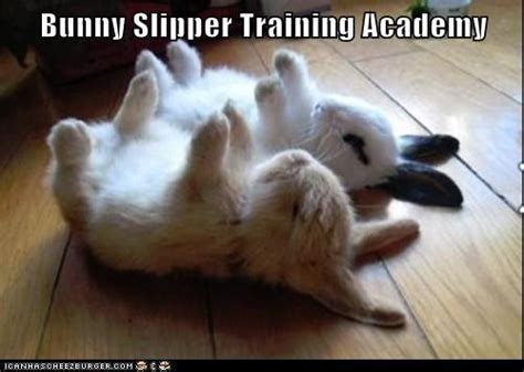 Its The Bunny Slipper Training Academy And Now You Know Cute