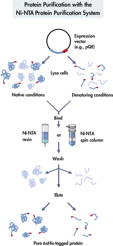 6xHis tagged protein 정제를 위한 Ni NTA Agarose 주요브랜드 자세한 product information