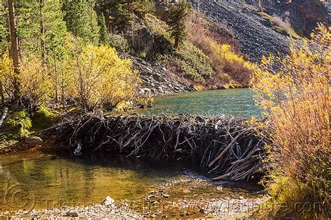 Beaver Dam In Lundy Canyon Sierra Mountains California 15542088768