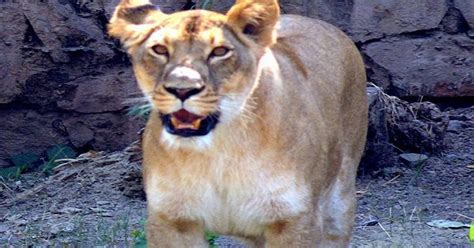 Lioness Spotted On Bridge Traffic Halts