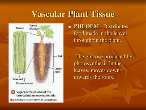 Ppt Vascular Plants Powerpoint Presentation Id88198