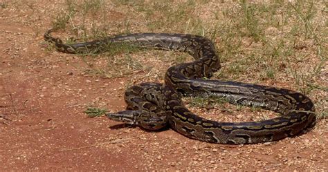 African Rock Python Snake Confronts Traveling Group Of 15 Video