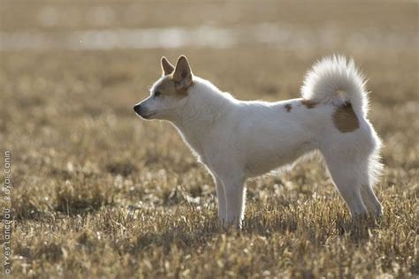 Norrbottenspets Rare Dog Breeds Dog Breeds Greenland Dog