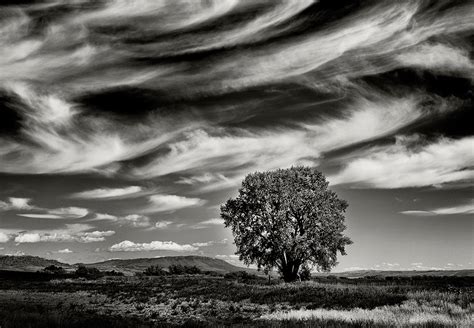 Single Trees Black And White Landscape Photography By Jay Wesler