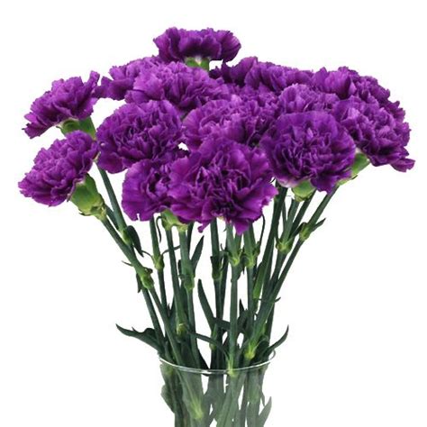 purple carnations flowers deep purple purple carnations carnation flowers carnation flower