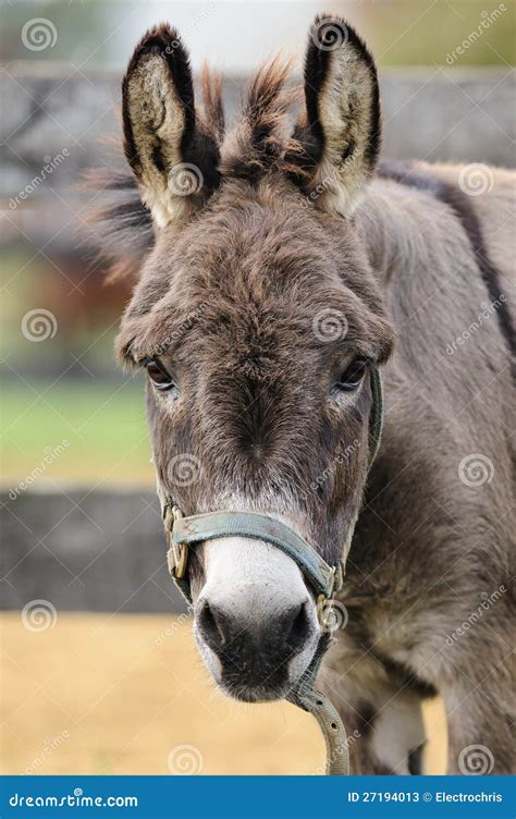 Cute Donkey Portrait Stock Photos Image 27194013