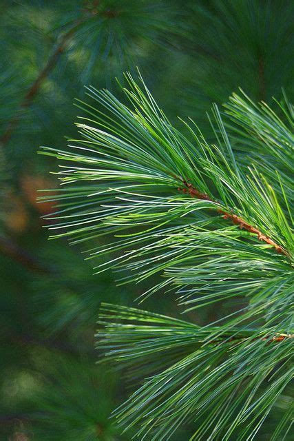 43 Best Pine And Fir Trees Images Fir Tree Pine Pine Tree