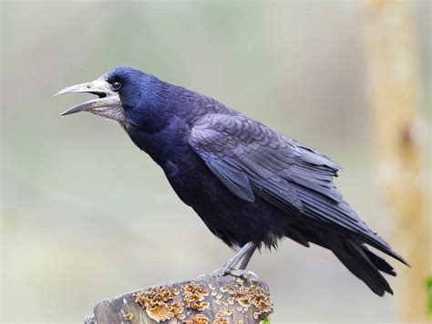 The Rook Myths History And Identification Saga