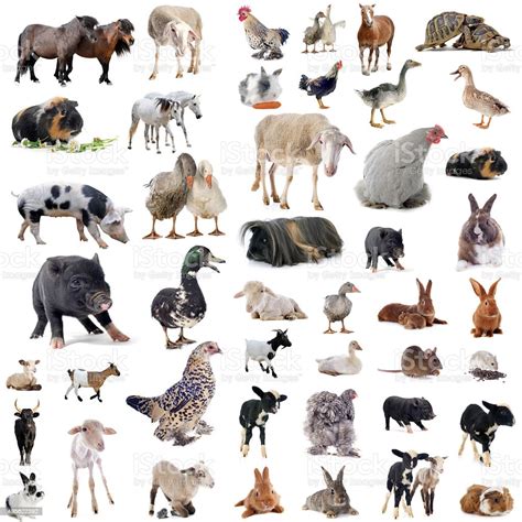 Farm Animals Stock Photo And More Pictures Of 2015 Istock