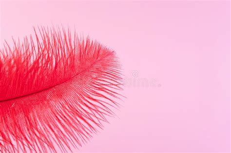 Red Artificial Feather Close Up Exotic Tropical Bird Wing Feather On