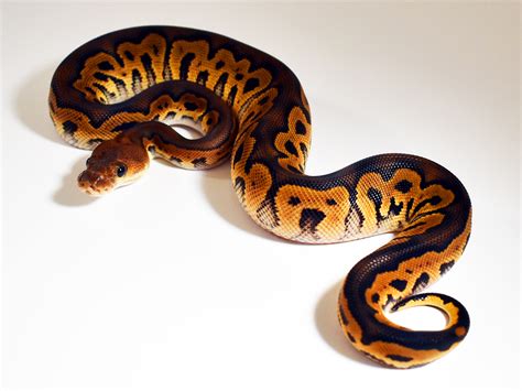 Black Pastel Clown Orange Dream Morph List World Of Ball Pythons
