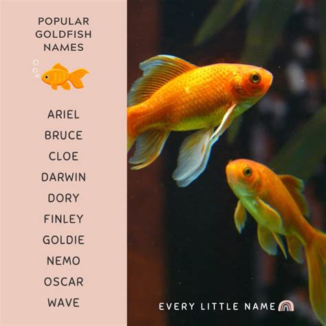 230 Best Goldfish Names Adorable Funny And Cool Every Little Name