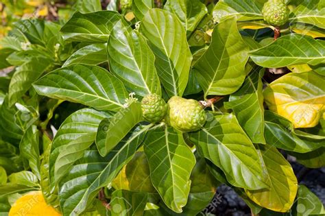 The Health Benefits Of Morinda Citrifolia Tahitian Noni Juice