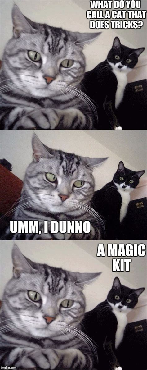 Bad Joke Cat Imgflip