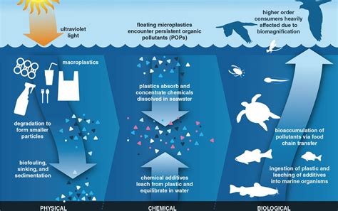 Plastics Plastics Everywhere American Scientist Plant Study