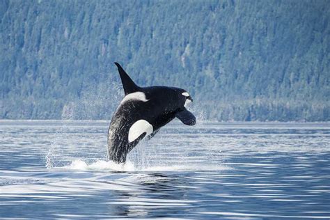 Orca Killer Whale Wildlife Tours In Alaska Pybus Point Lodge