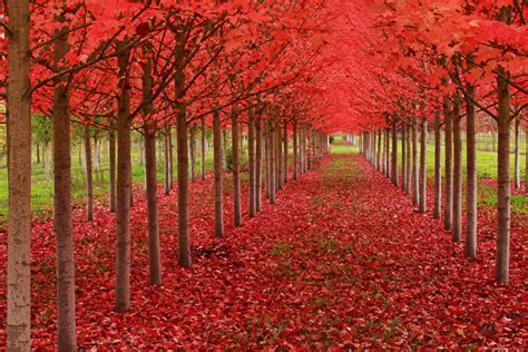 The Breathtaking Beauty Of Autumn Fall Landscapes Captured