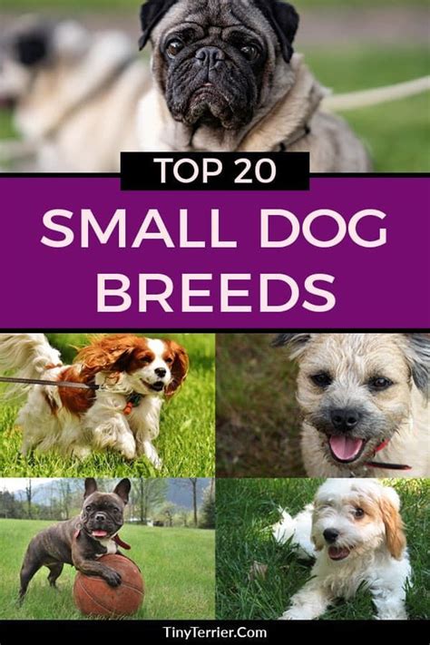 Best Small Dogs Best Small Dog Breeds Dog Breeds That Dont Shed Tiny