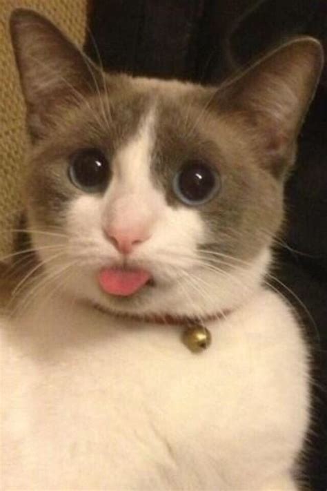 Its Proved That Cats Look Adorable When Its Blep Raww