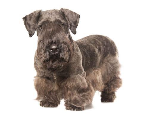 Cesky Terrier Dog Breed Info And Characteristics
