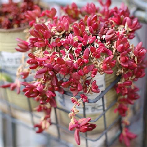 Succulent with tiny red flowers. Red Carpet Sedum Succulent | Sedum, Tiny white flowers ...
