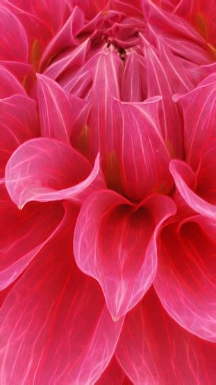 Closeup Macro Photography Of Bright Red Dahlia Bloom Glowing Petals