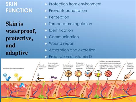 Skin Definition Structure And Functions Of Skin