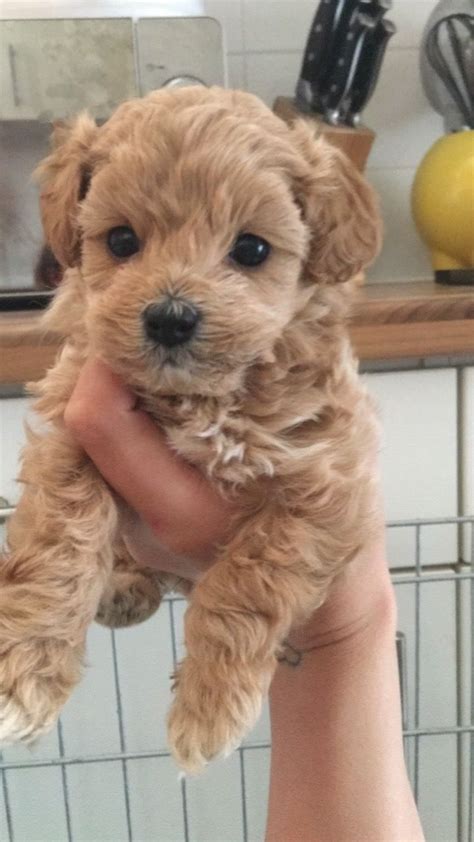 Cavoodle puppies for sale nsw: Cavapoo puppies F1b | Crawley, West Sussex | Pets4Homes