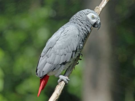 Parrot Symbolism; A message - Spirit Animal Totems