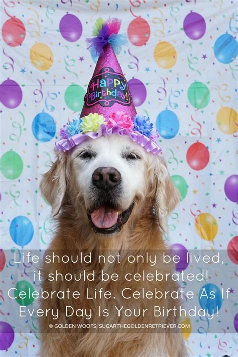 Dog mom happy birthday memes. {This Moment} See Beautiful: Celebrate Life - Golden Woofs ...