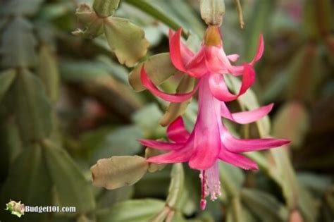 Christmas cacti need planning to achieve the showy holiday blooms you're hoping for. How to Keep a Christmas Cactus Alive (& Make it Thrive!)