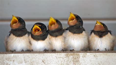 Warum facebook 19 milliarden dollar bezahlt: Welcher Singvogel trällert wann? - WWF Junior