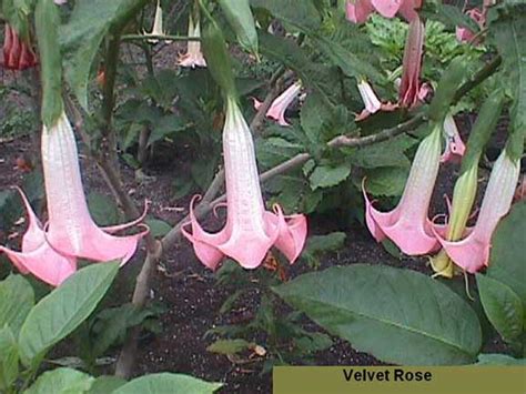 Velvet Rose Brugmansia Growers International