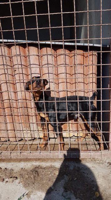 Tiny Tim 2 Year Old Male Miniature Pinscher Available For Adoption