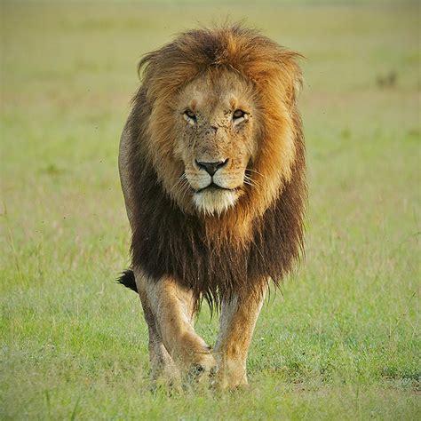 Alpha Male Lion Sean Crane Photography