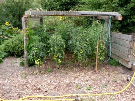 Selbst tomaten im garten anbauen und regelmäßig frische tomaten für das abendessen ernten, das macht nicht nur selbstversorgern freude. Garten-anders: Ende August: Tomaten brauchen ein Dach ...