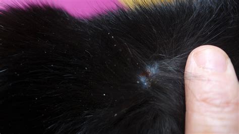 Rash On Cats Neckline My Cat Has Some Scabs With A Lot Of Dandruff