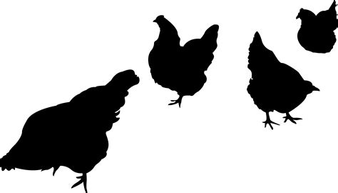 hen silhouette with chicks
