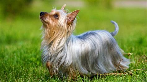 Silky Terrier Dog Breed Information And Facts Pictures Pets Feed