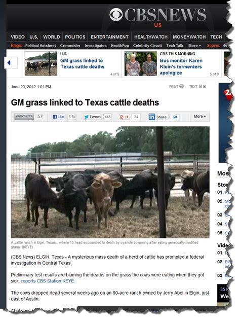 Gm Grass Linked To Texas Cattle Deaths By Fact Free Reporting Gmo