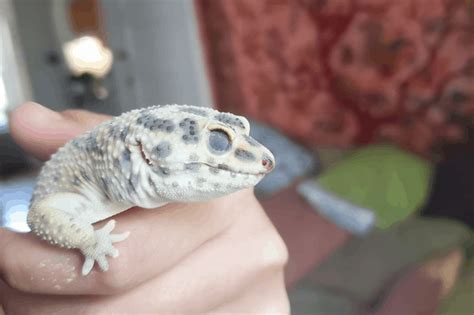 How often do i feed my leopard gecko? Why Is My Leopard Gecko Pale