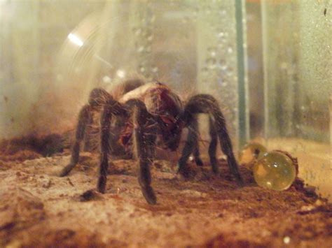 There's also the risk of dropping them. Brachypelma Albopilosa - Curly Hair Tarantula - Bonzai's ...