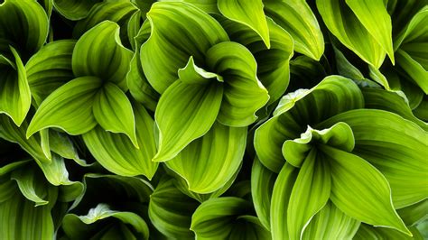 Green Plant Leaves HD Wallpaper Background Image X ID Wallpaper Abyss